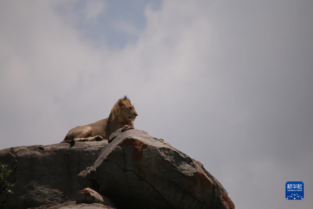 坦桑尼亚塞伦盖蒂国家公园掠影