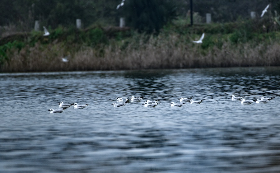湖泊清生态美 福建宁德东湖湿地公园变身“候鸟天堂”