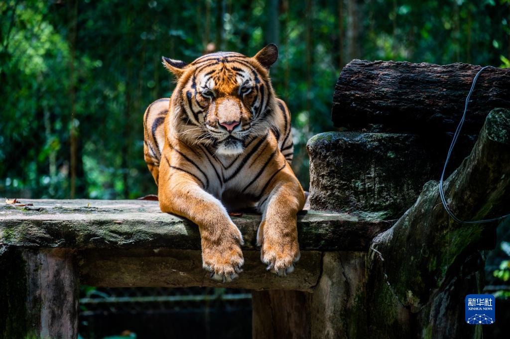 世界野生动植物日：关注极度濒危的马来亚虎
