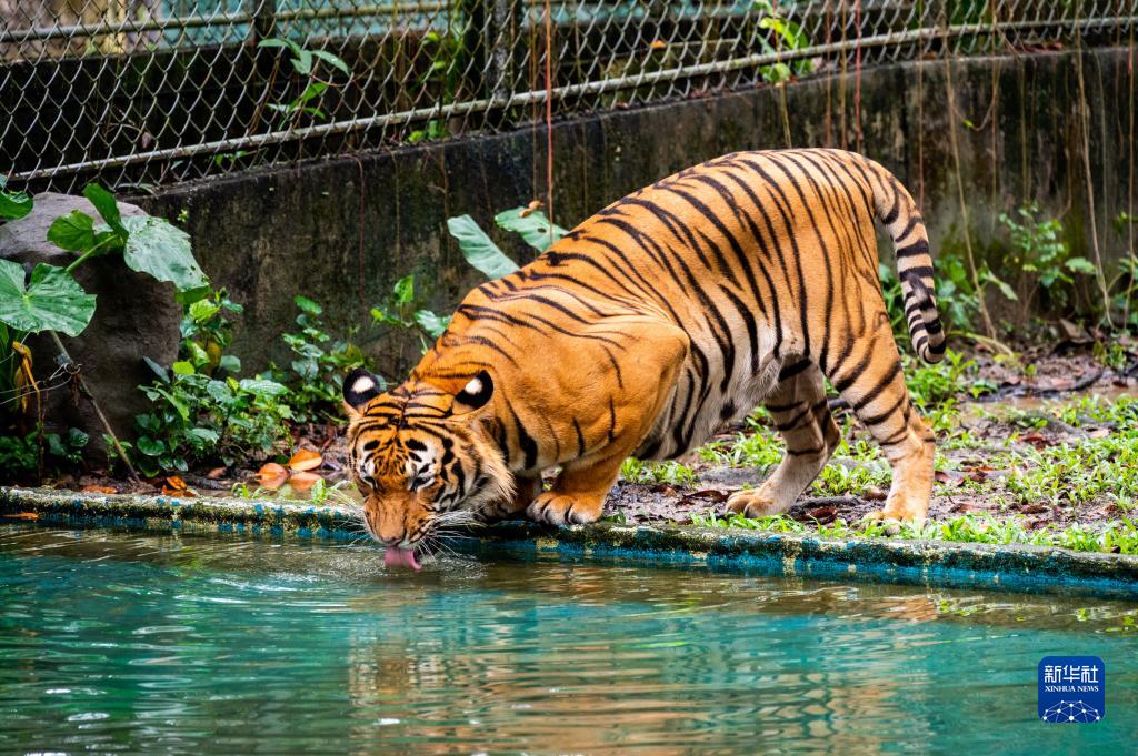 世界野生动植物日：关注极度濒危的马来亚虎