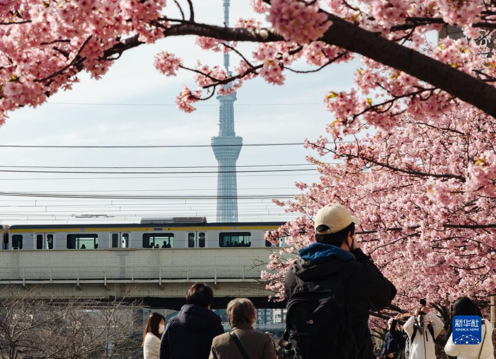日本东京：春来樱开