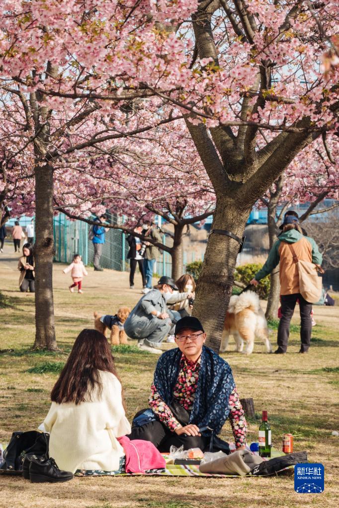 日本东京：春来樱开