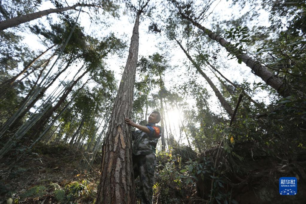 贵州森林覆盖率达到62.12%