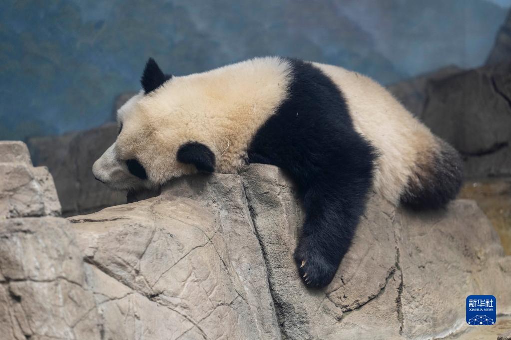 美国史密森学会国家动物园启动大熊猫项目50周年庆祝活动