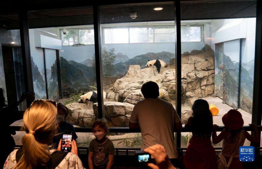 美国史密森学会国家动物园启动大熊猫项目50周年庆祝活动