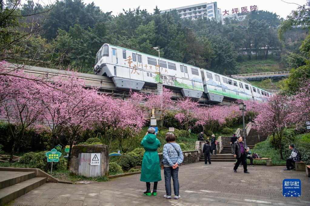 重庆的春天美到“出圈”