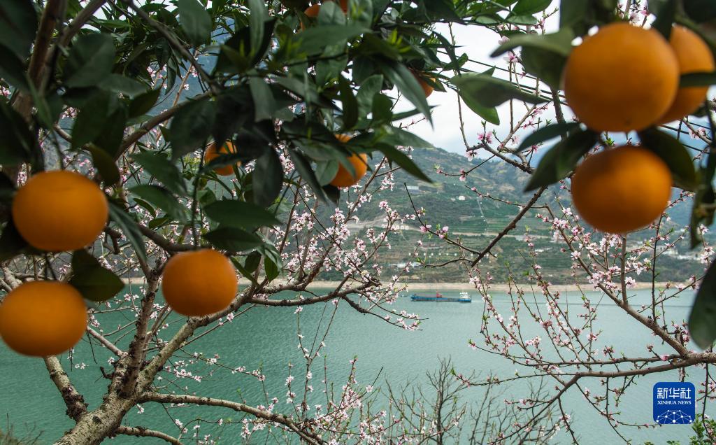 湖北秭归：花艳橙香三峡美