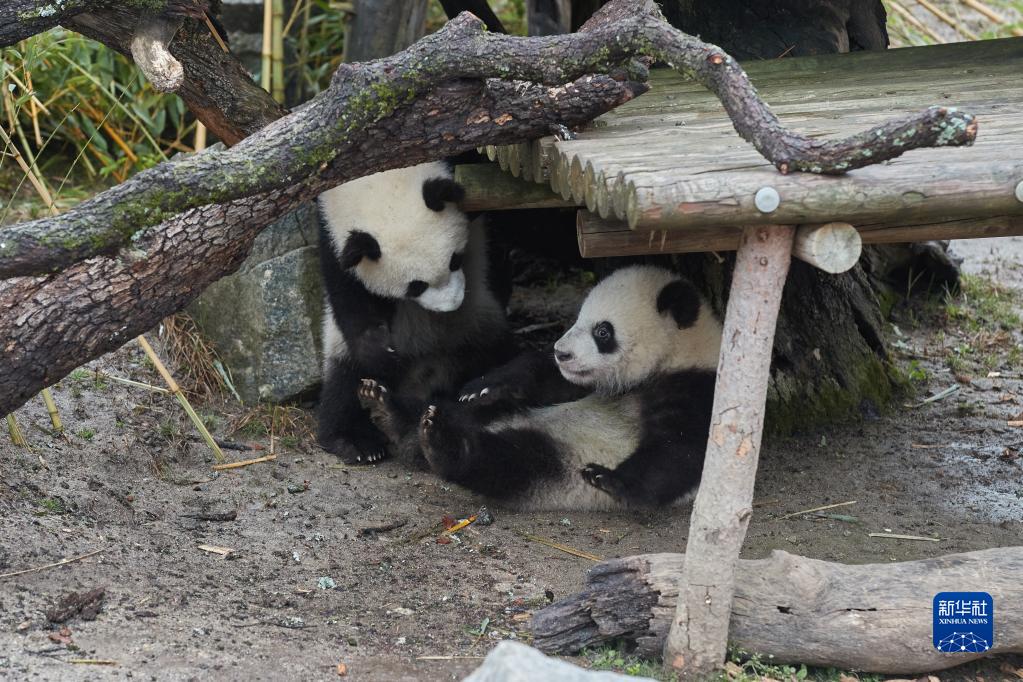 大熊猫双胞胎亮相马德里