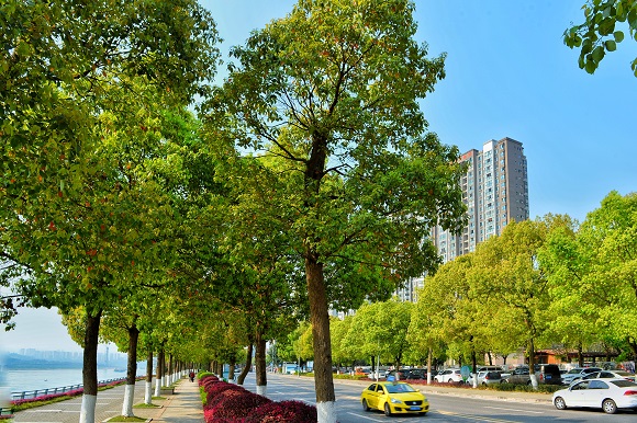 4香樟大道春意浓，市民出行享有更舒适的城市环境。巴南区城市管理局供图 华龙网发