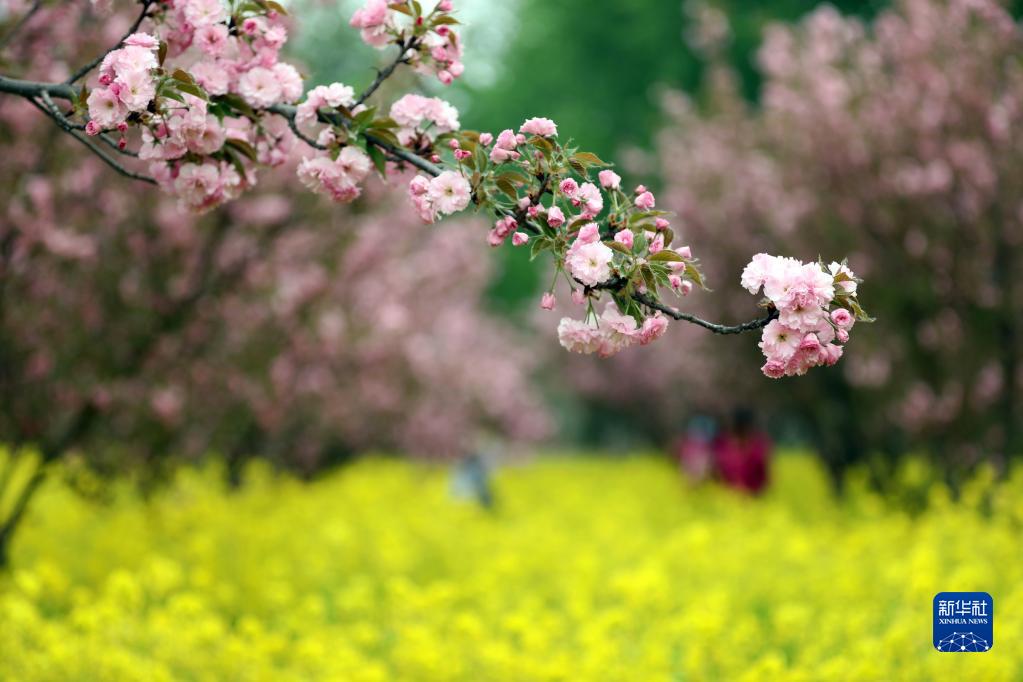 石家庄：樱花绽放赏春光
