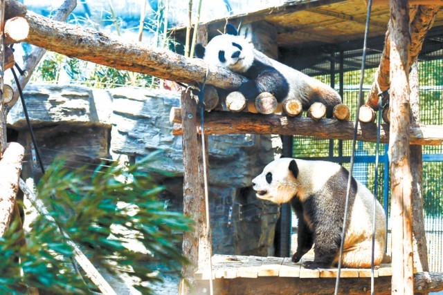 北京动物园奥运熊猫馆全新亮相