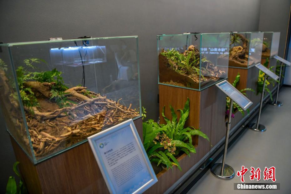 热带雨林文化展在博鳌亚洲论坛主题公园展出