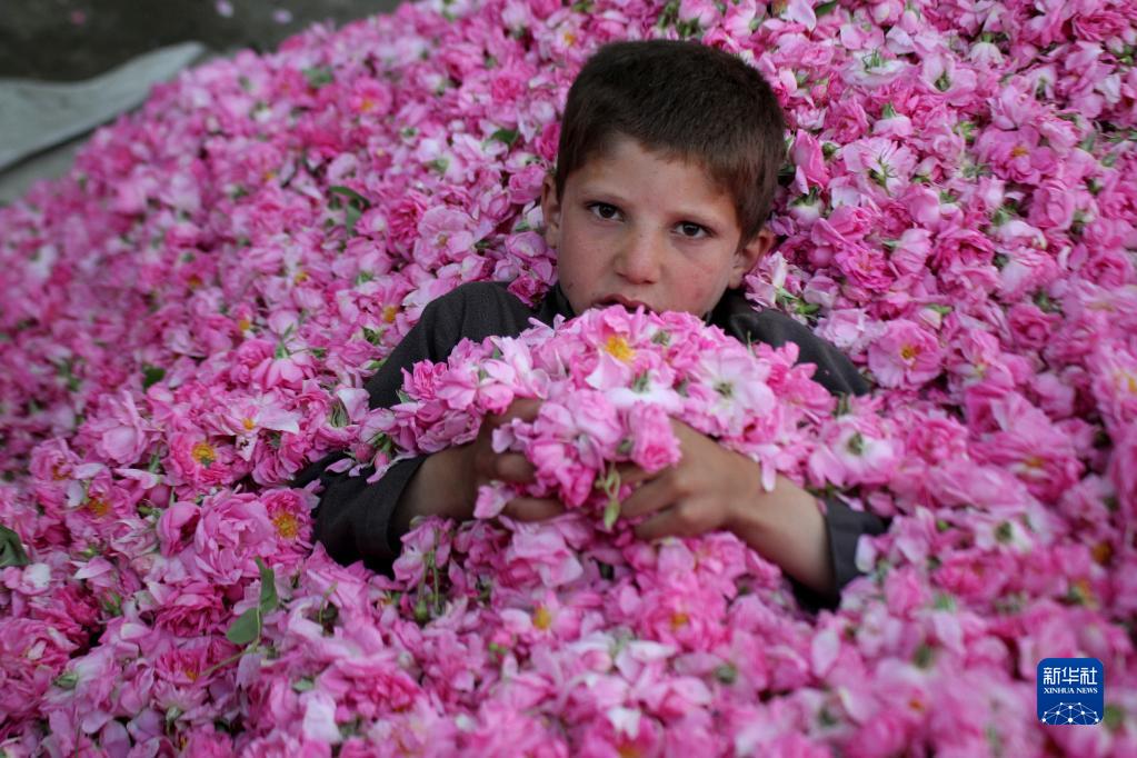 阿富汗：采摘玫瑰花