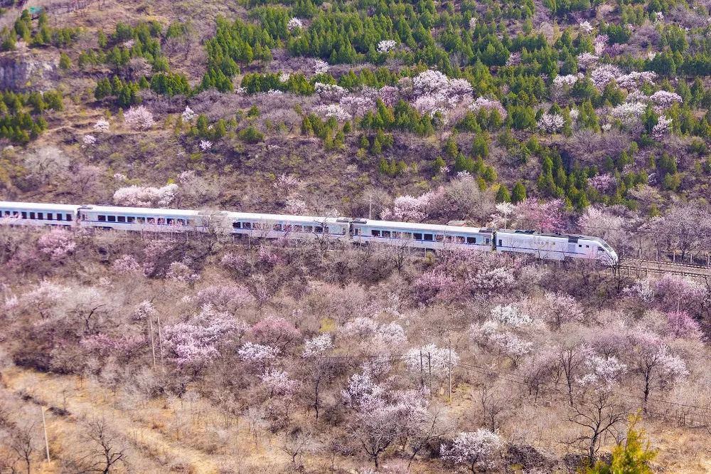 “网红”列车S2线“五一”假期临时加开4对列车