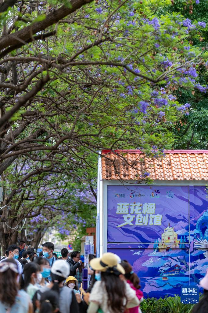 蓝花楹绽放：春城昆明的“花式浪漫”