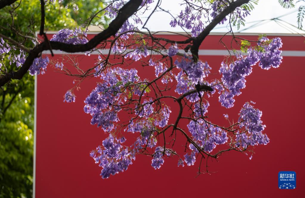蓝花楹绽放：春城昆明的“花式浪漫”