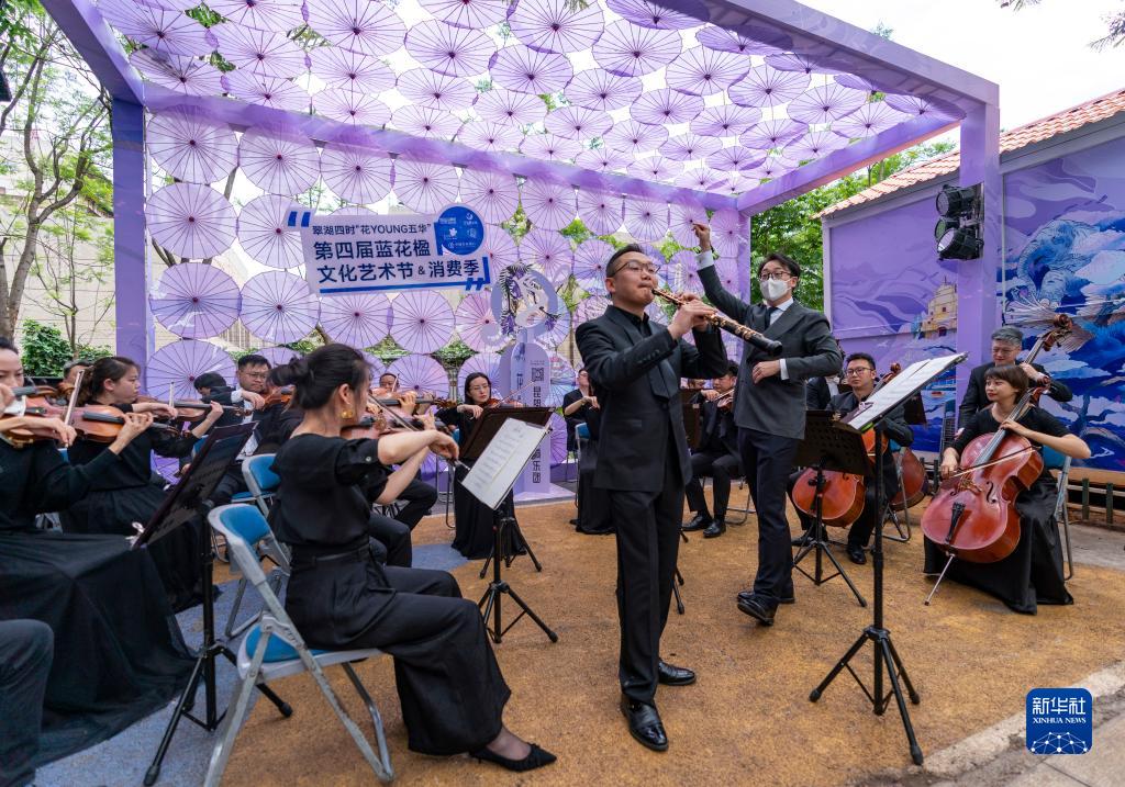 蓝花楹绽放：春城昆明的“花式浪漫”