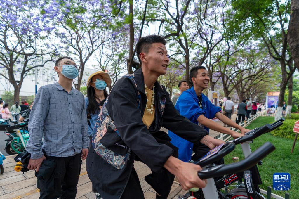 蓝花楹绽放：春城昆明的“花式浪漫”