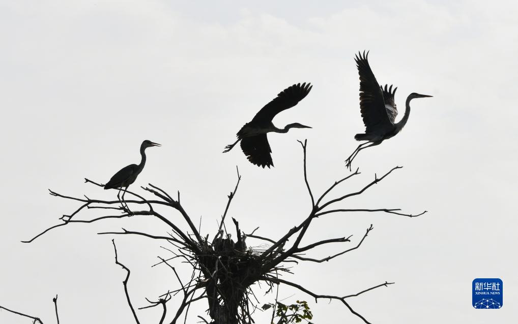 山东成武：城区湿地野生鸟类栖息