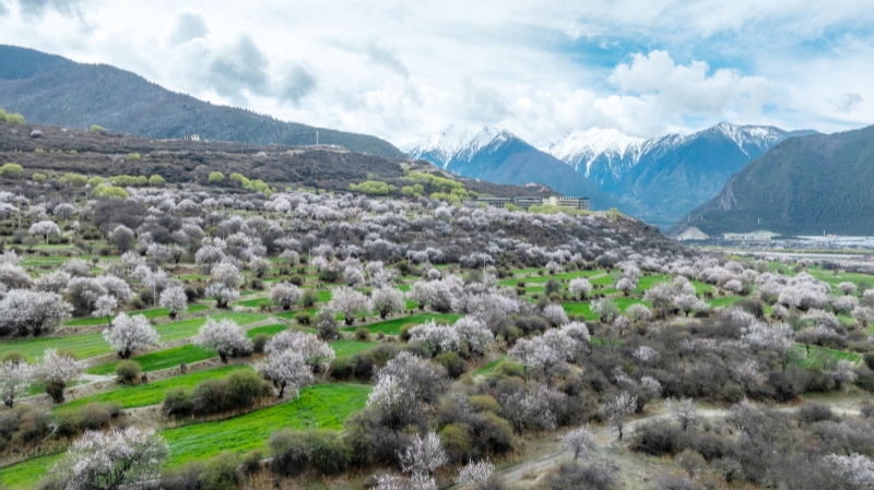 当桃花遇见雪山 林芝文旅过春天