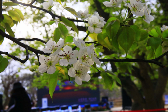 春已暖，花已开丨中卫云上黄河梨花节带你“云”赏梨花！