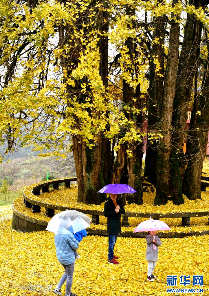 11月8日,游人在湖北省宣恩县珠山镇东门关村农家院落前的古银杏树下