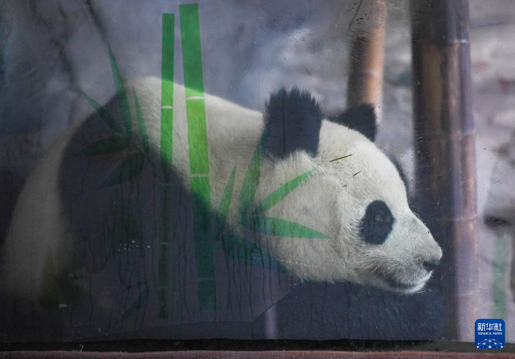 四只大熊猫“落户”重庆永川