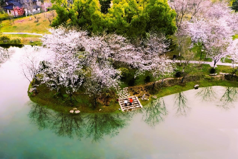 理解城市｜湖北武汉：樱花树下的“赏花经济”