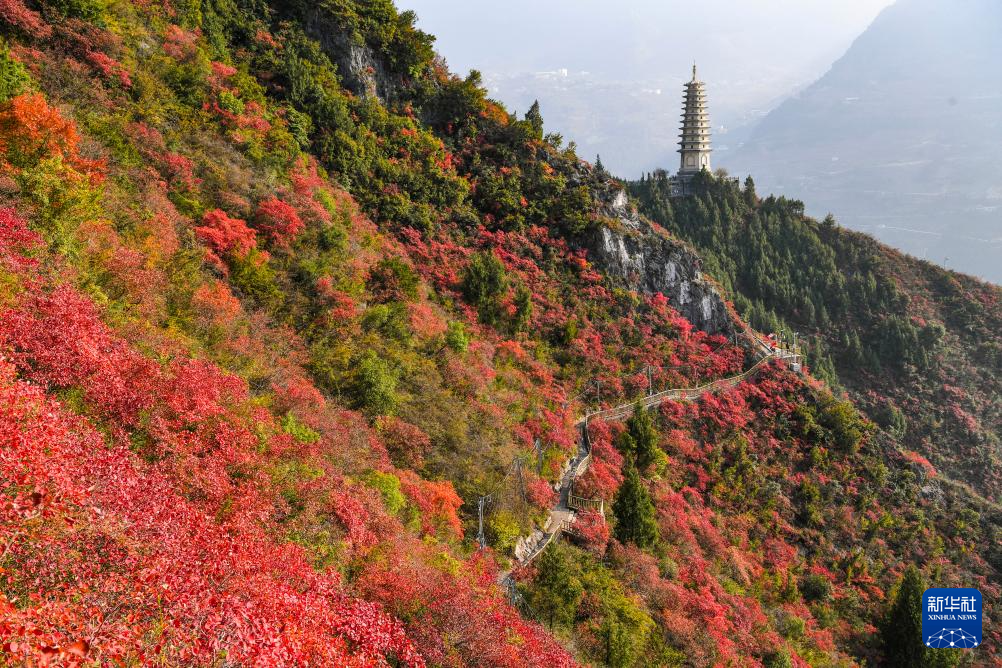 重庆巫山红叶进入最佳观赏期