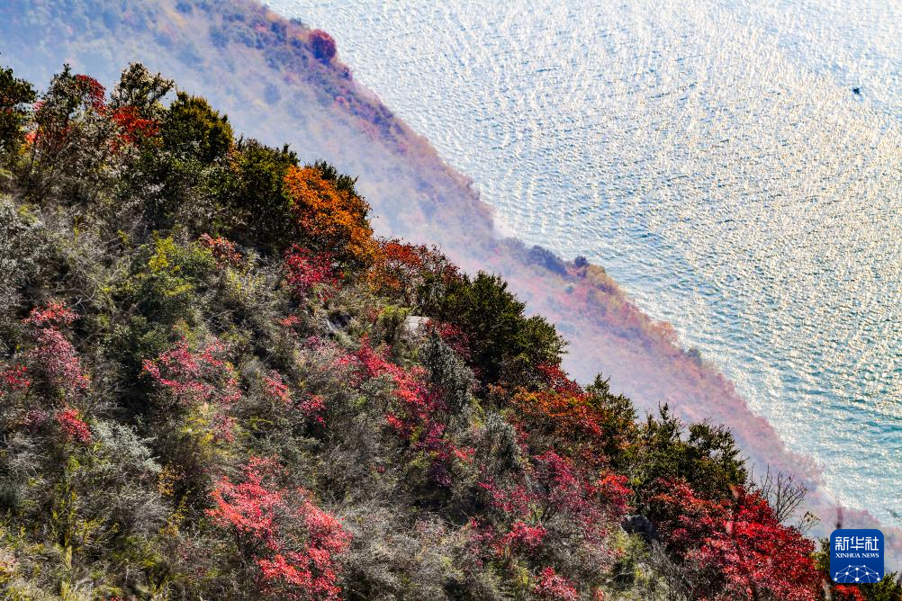 重庆巫山红叶进入最佳观赏期