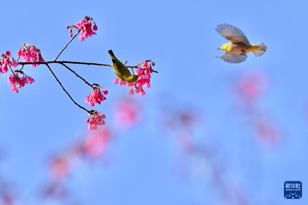 福建：相约春天赏樱花