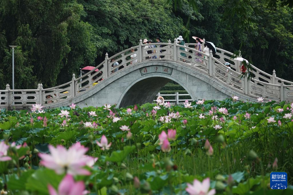 花“漾”夏日
