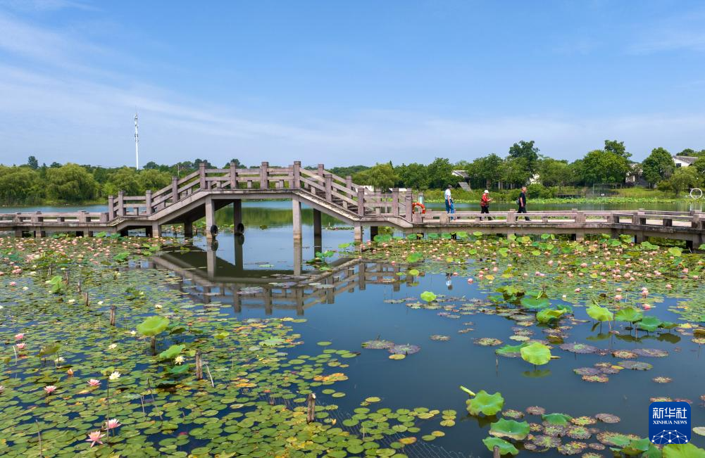 花“漾”夏日