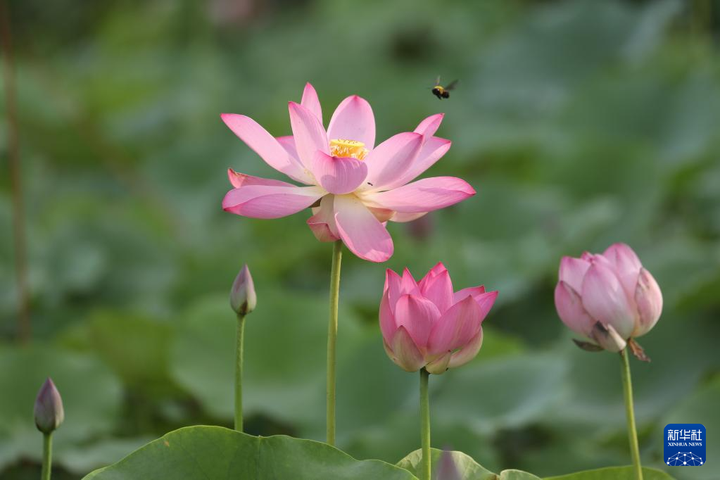 花“漾”夏日