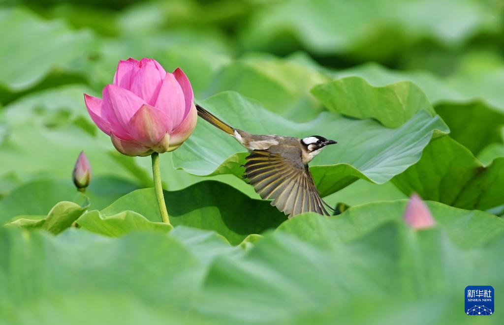 花“漾”夏日