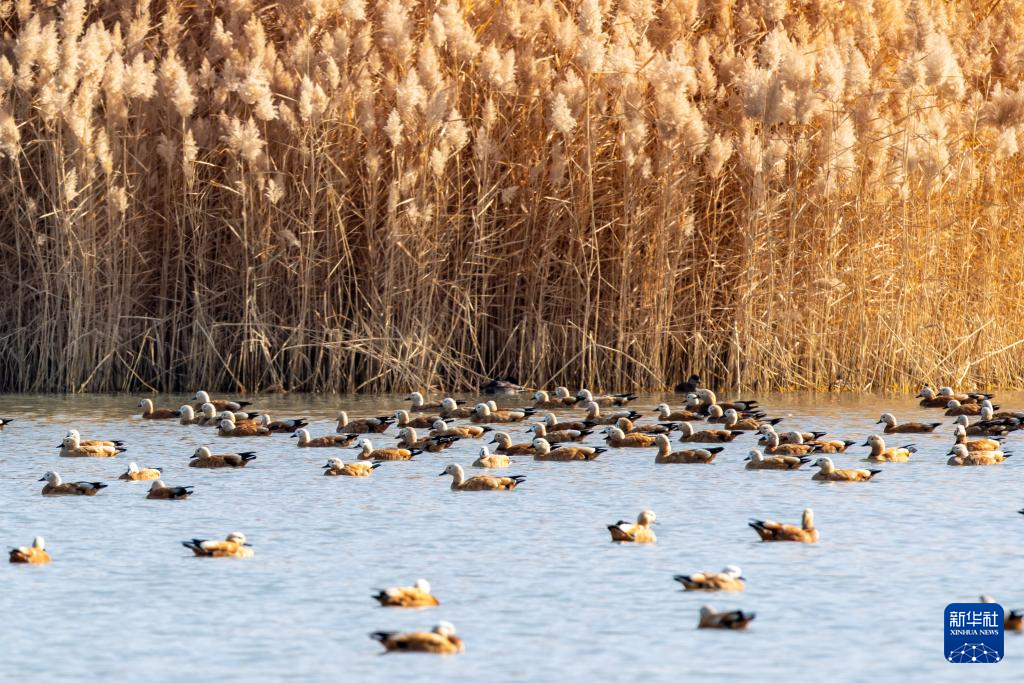 甘肃张掖黑河湿地:候鸟的冬日乐园