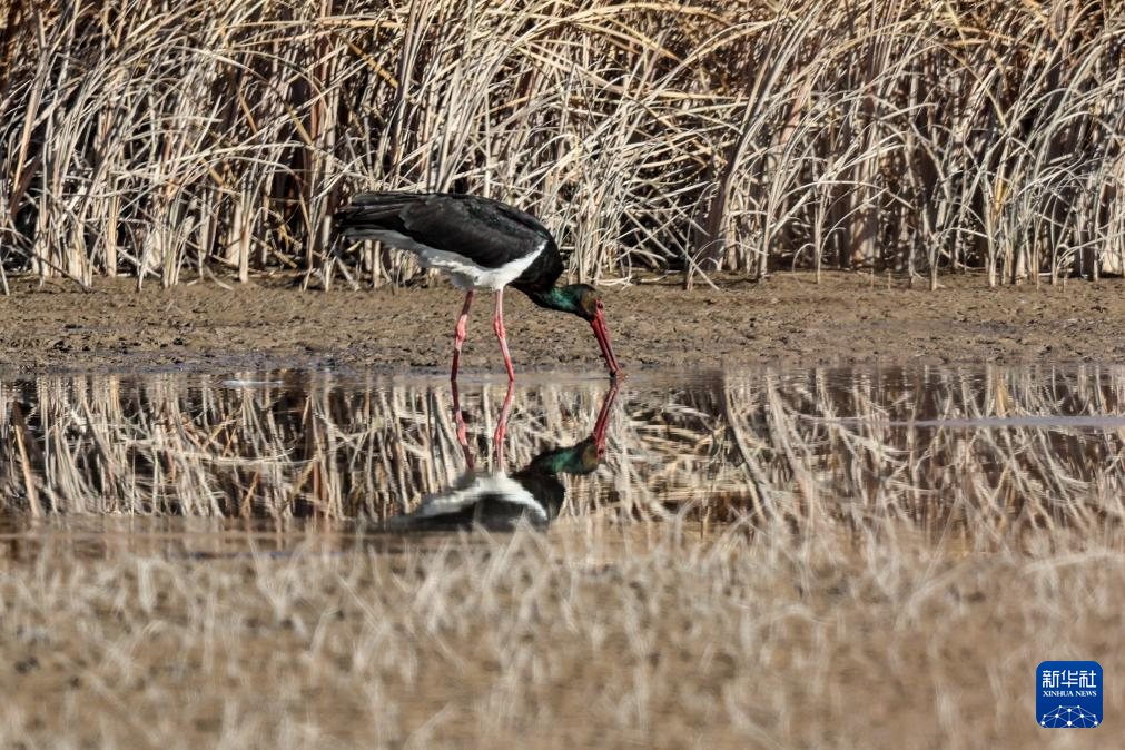 甘肃张掖黑河湿地:候鸟的冬日乐园