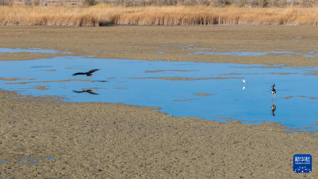 甘肃张掖黑河湿地:候鸟的冬日乐园