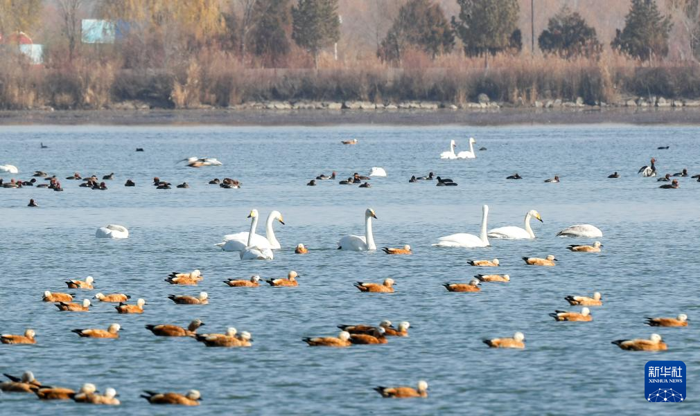 甘肃张掖黑河湿地:候鸟的冬日乐园