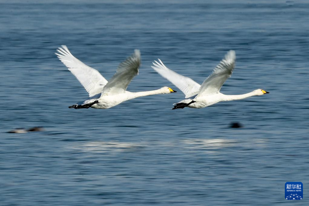 甘肃张掖黑河湿地:候鸟的冬日乐园
