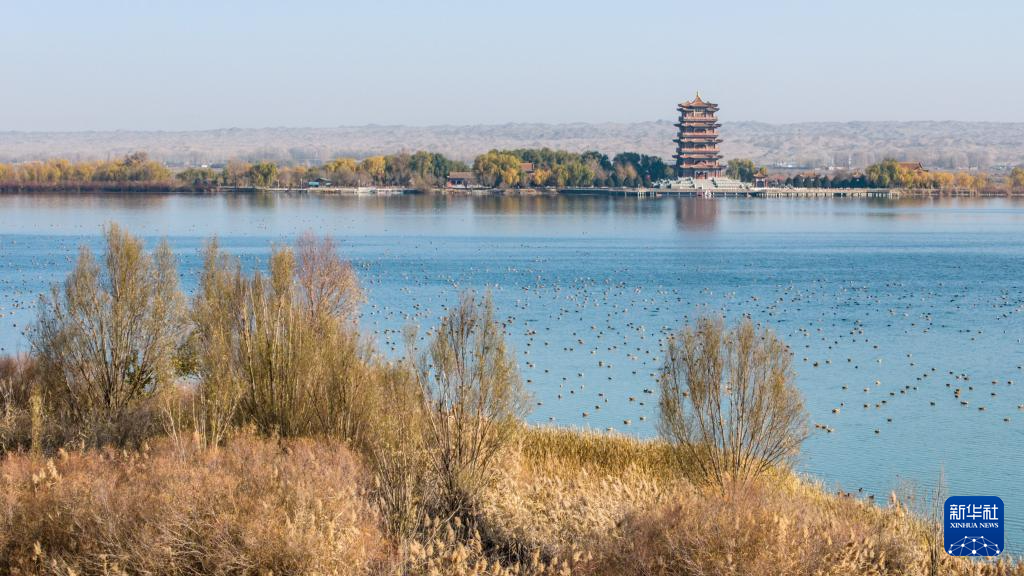 甘肃张掖黑河湿地:候鸟的冬日乐园