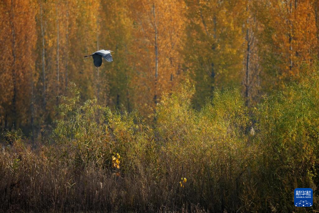 河北隆尧:初冬泜河风光秀美