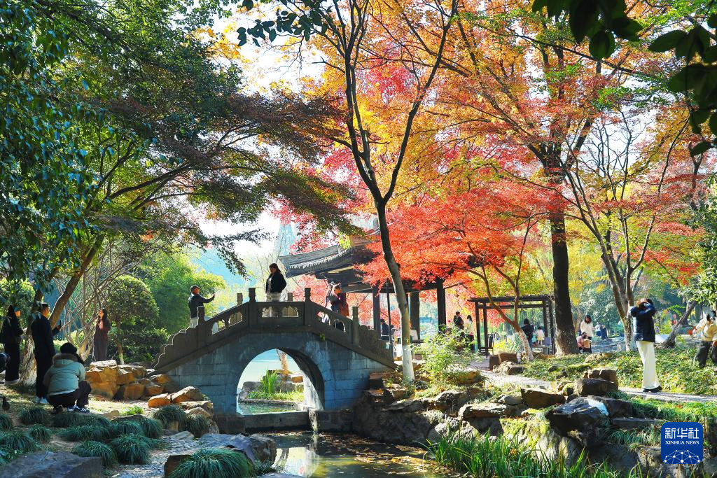 冬林不寂 色彩未眠