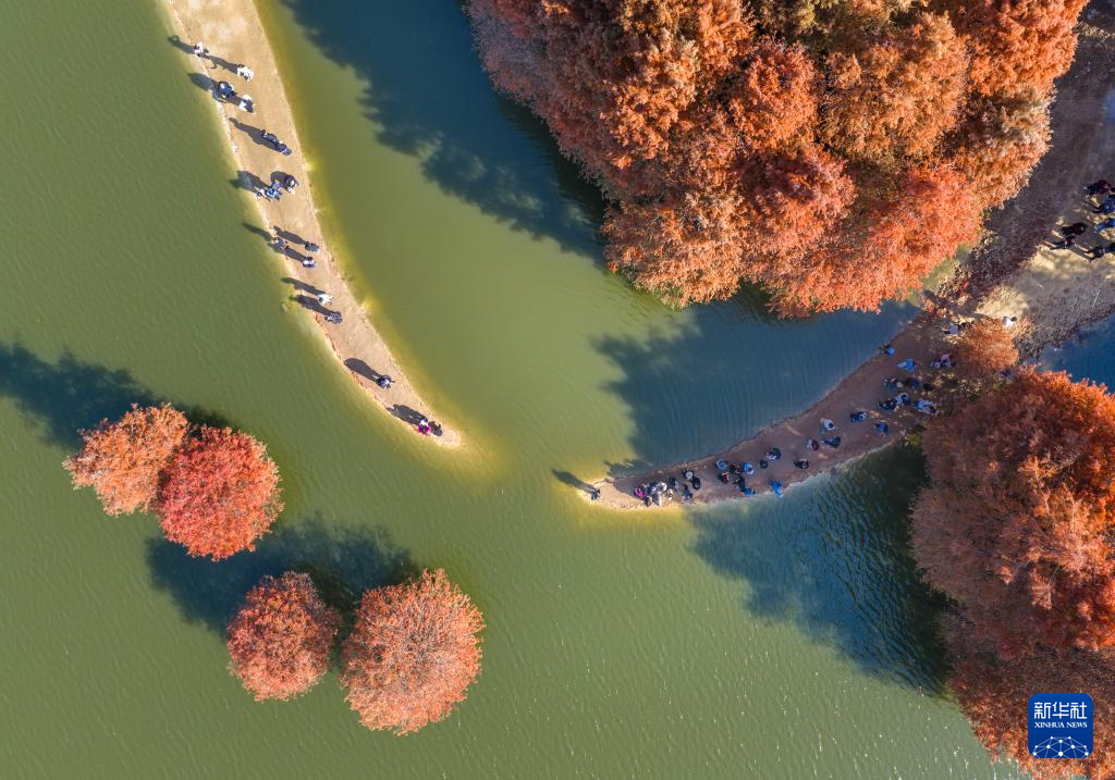 冬林不寂 色彩未眠