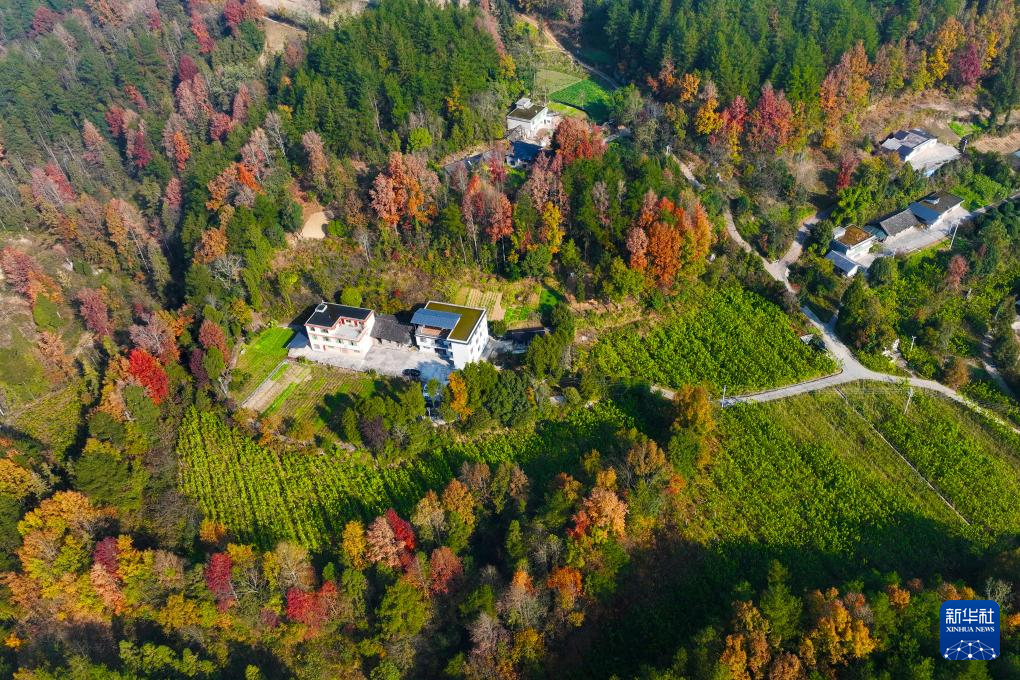 冬林不寂 色彩未眠