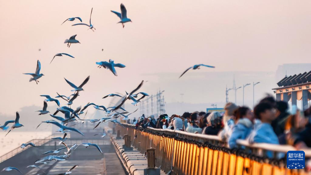 天津：候鸟翔集津门
