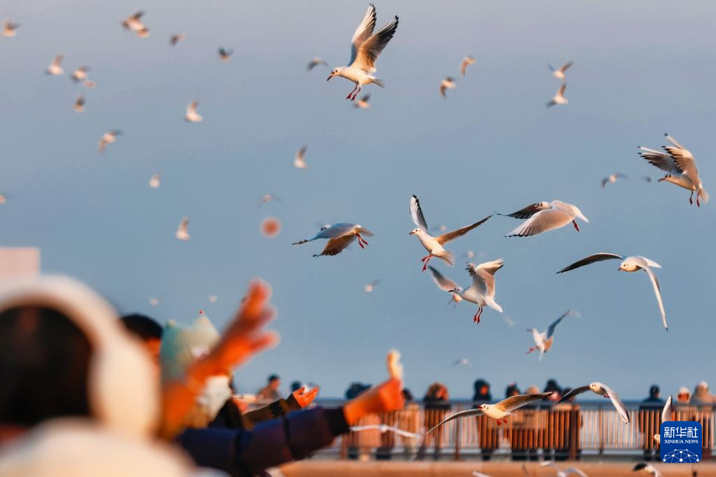 天津：候鸟翔集津门