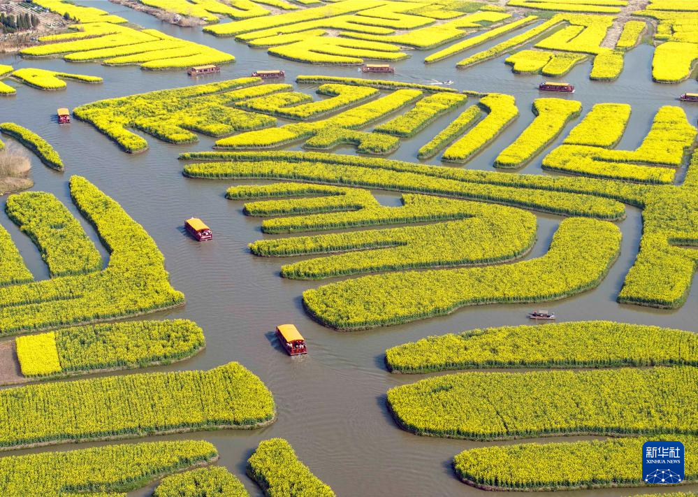 江苏兴化:千垛花海引客来