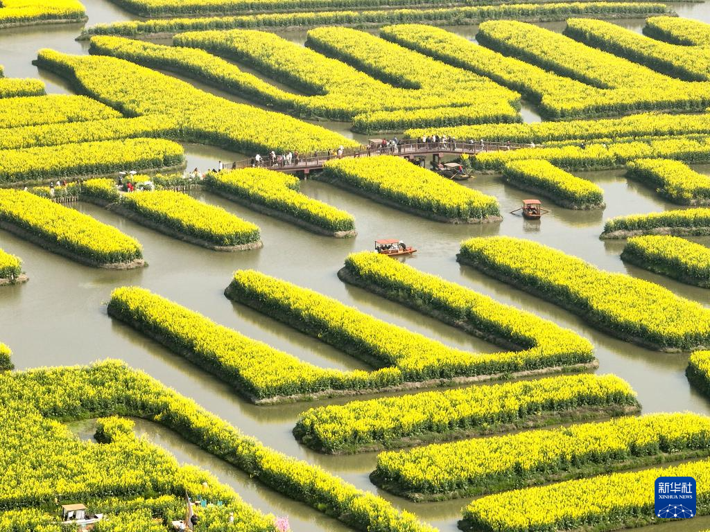 江苏兴化:千垛花海引客来