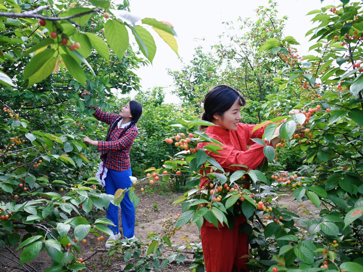 一园甜果迎宾客 小果撑起富民业